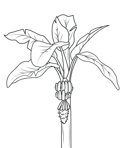 Banana Plant With Bananas Coloring Page